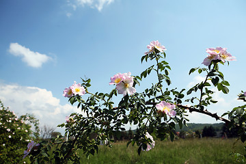 Image showing Wild flowers