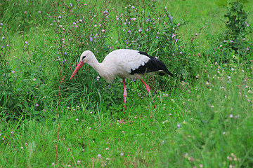 Image showing White stork