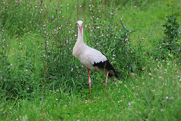 Image showing White stork