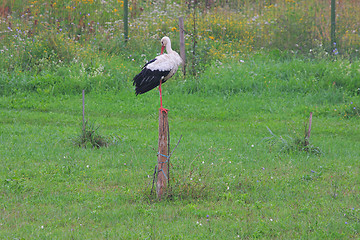 Image showing White stork