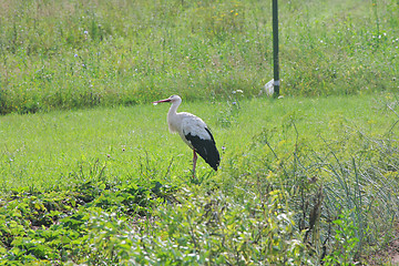 Image showing White stork