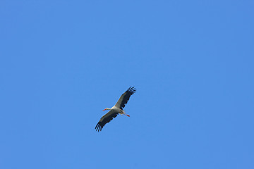Image showing Stork in flight