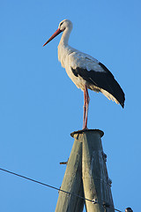 Image showing Stork on pole