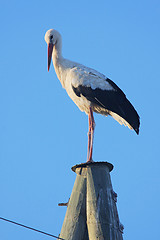 Image showing Stork on pole