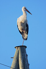 Image showing Stork on pole