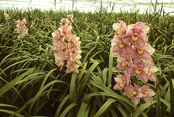 Image showing Pink orchids in a greenhouse