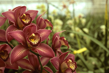 Image showing Dark pink orchids in a greenhouse