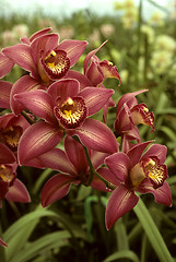 Image showing Dark pink orchids in a green house