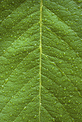 Image showing Dew drops on a green leaf