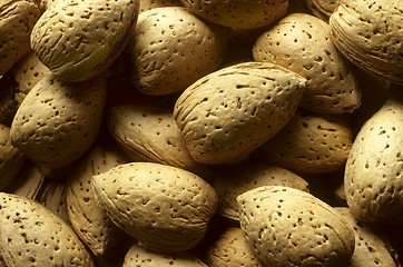 Image showing Almond tree nuts fill the frame