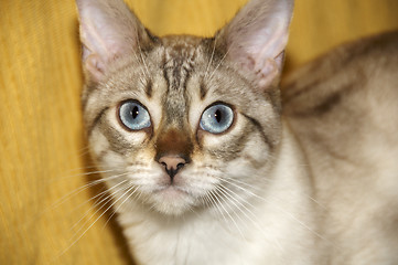 Image showing Bengal cat