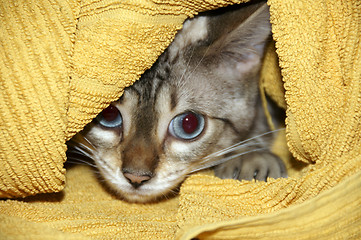Image showing Hiding kitten