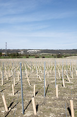 Image showing Grape vines