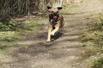 Image showing Border terrier
