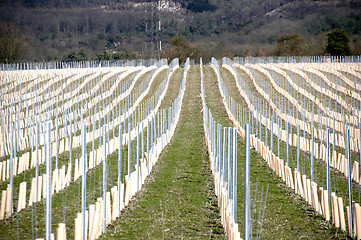 Image showing Grape vines