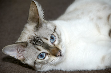 Image showing Bengal kitten