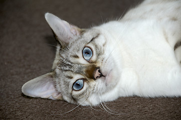 Image showing Bengal kitten