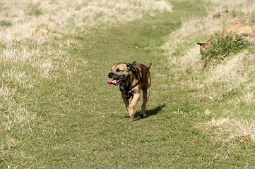 Image showing border terrier