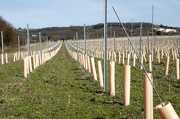 Image showing Grape vines