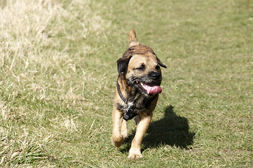 Image showing border terrier