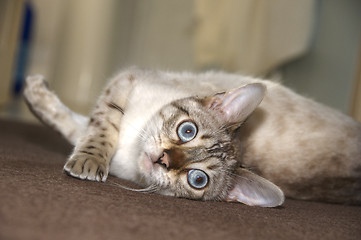 Image showing Bengal kitten