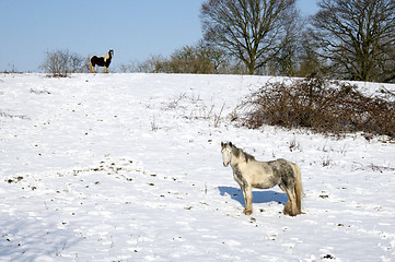 Image showing Winter hourse