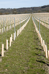 Image showing Grape vines