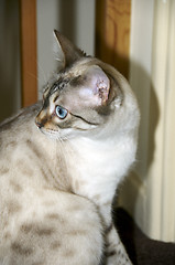 Image showing Bengal kitten