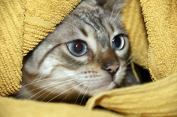 Image showing Hiding kitten