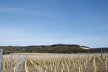 Image showing Grape vines