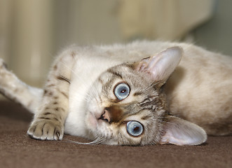 Image showing Bengal kitten