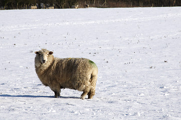 Image showing Cold sheep