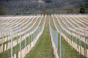 Image showing Grape vines