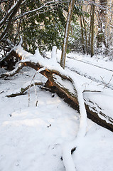 Image showing Snow covered tree