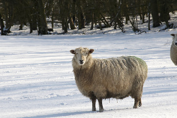 Image showing Cold sheep