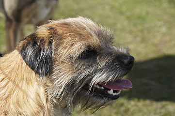 Image showing border terrier