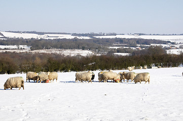 Image showing Flock of sheep