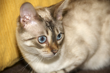 Image showing Bengal cat