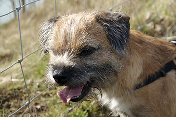 Image showing border terrier