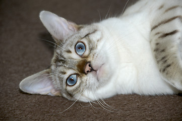 Image showing Bengal kitten