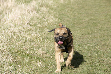 Image showing border terrier