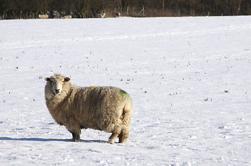 Image showing Winter sheep