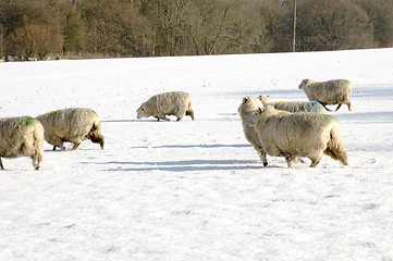 Image showing Flock of sheep