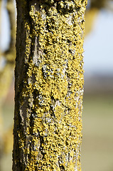 Image showing Tree trunk