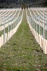 Image showing Grape vines