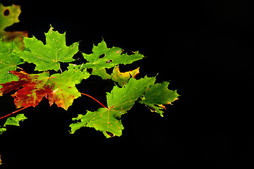 Image showing Maple leaves