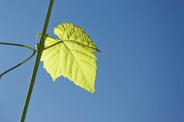 Image showing wine leaf