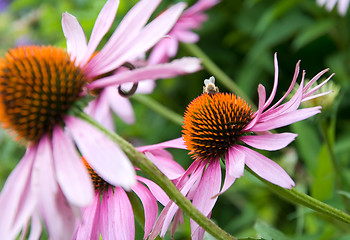 Image showing purple cone flower