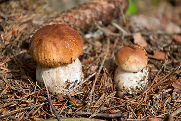 Image showing porcini boletus edulis