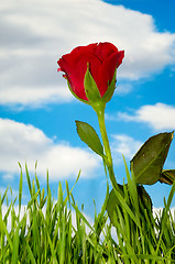 Image showing Red rose and clouds